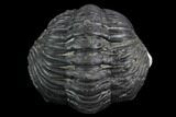 Morocops Trilobite - Visible Eye Facets #120082-3